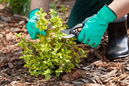 A gardener wearing bright green protective gloves is pruning a small, variegated shrub with green and yellow leaves using a pair of secateurs. The shrub is planted in a garden bed covered with brown mulch and wood chips. In the background, there is a mix of soil and additional garden plants, suggesting a well-maintained outdoor space, possibly part of a residential back garden in Newham. The scene is lit by natural daylight, with no visible weather conditions, emphasizing the focus on garden maintenance and pruning activities typical of professional gardening services in the area. The garden's layout features a defined planting bed with healthy, variegated foliage, indicating attentive horticultural care often provided by companies such as Gardener Newham, supporting local outdoor space enhancement and landscaping services.